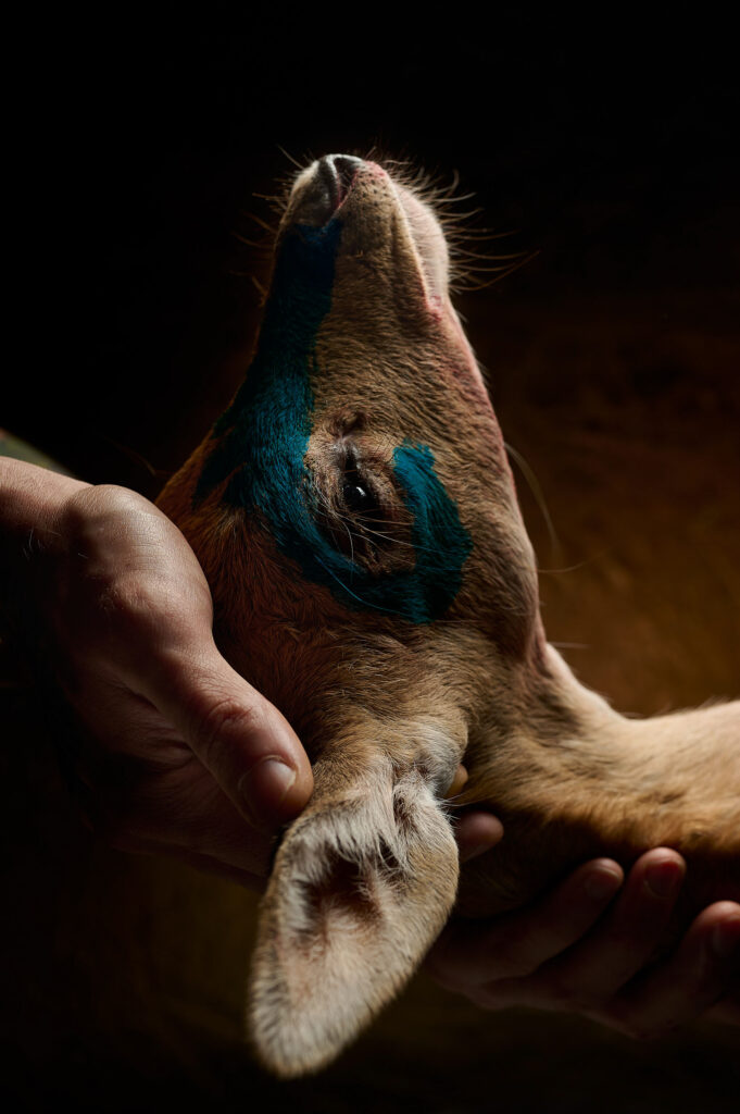 Se carne questa carne Opera fotografica Sacrificio di Stefano Delìa per la cena performance Se Carne, Questa Carne, primo piano di un capo animale con segni blu sorretto da mani umane