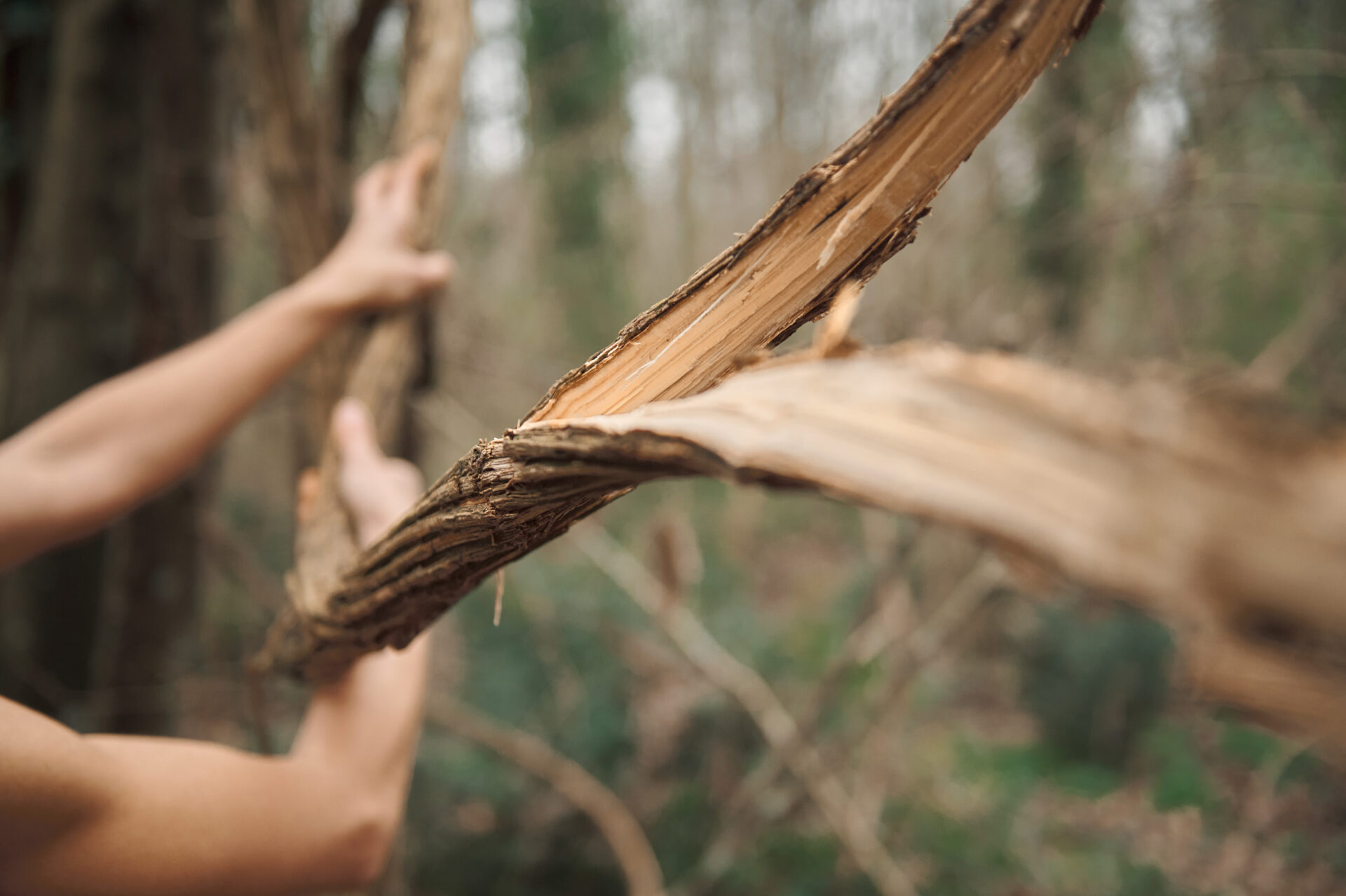Mani che spezzano una liana nel bosco, durante il foraging per il progetto artistico Ligamen.