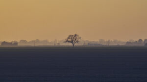 Albero solitario nella Pianura Padana al tramonto – fotografia di Stefano Delia Albero isolato nella campagna della Pianura Padana con nebbia e luce del tramonto