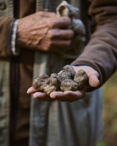 Tartufo bianco d’Alba – Ricerca e raccolta nelle Langhe | Foto Stefano Delìa Tartufo bianco d’Alba appena raccolto nelle Langhe, fotografia di Stefano Delìa