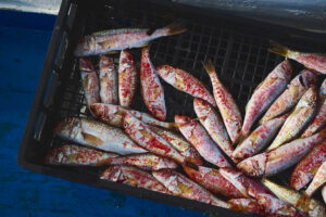 Triglie rosse appena pescate sul peschereccio | Most of Italy | Foto Stefano Delìa Cassetta di triglie rosse appena pescate a bordo di un peschereccio, fotografia documentaria di Stefano Delìa per Most of Italy