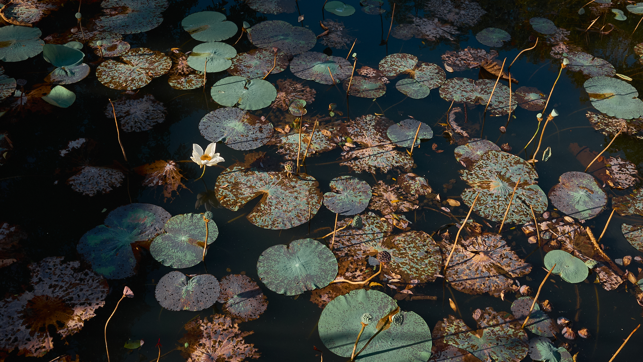 sd 0011 sri lanka 2025 dsf2985 low