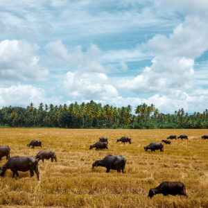 The sky above the buffalos below